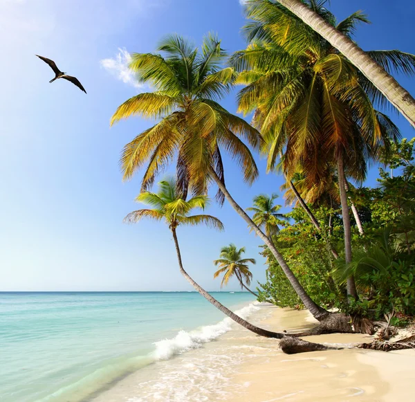 Spiaggia delle palme con fregata-uccello — Foto Stock