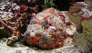 yakından görmek stonefish 02