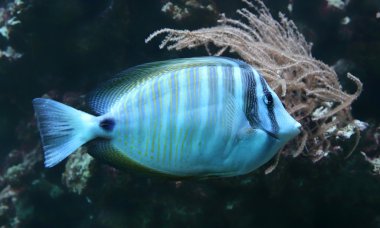 sailfin tang yakından görmek
