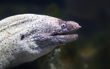 Akdeniz moray yakından görmek