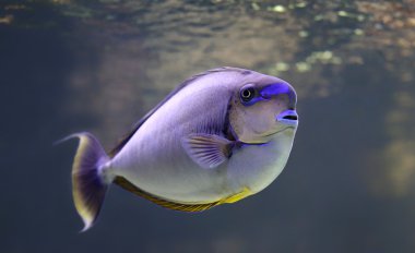 bir bignose unicornfish görmek