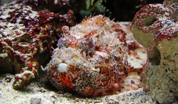 Close-up view of a Stonefish 02 — Stock Photo, Image