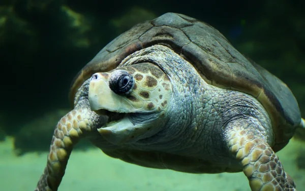 Vista de cerca de una tortuga boba —  Fotos de Stock