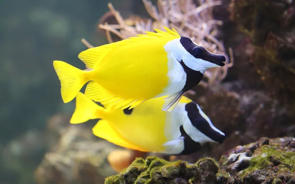 Vista de perto de um Rabbitfish Foxface — Fotografia de Stock