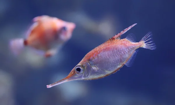 Vista de perto de um snipefish Longspine — Fotografia de Stock