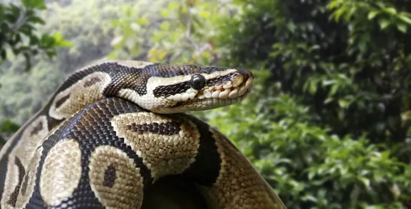 Close-up beeld van een koninklijke python Stockafbeelding