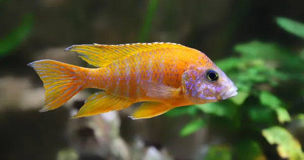 Vista de cerca de un pez de acuario (Peacock cichlid ) — Foto de Stock