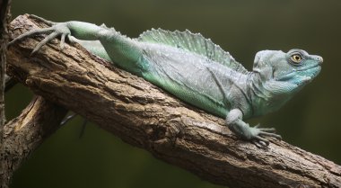 tüylü bir basilisk yakından görmek