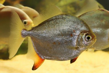 Kırmızı görmek kanca gümüş dolar