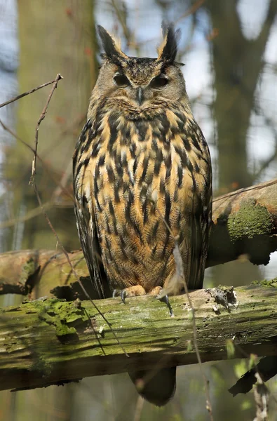 Close-up view of a Long-eared Owl — Stok fotoğraf