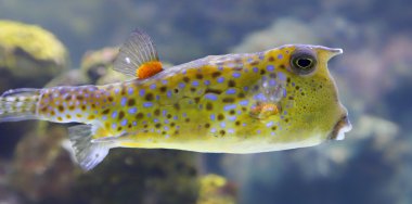 Close-up view of a Longhorn cowfish clipart