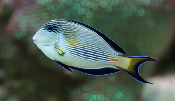 Κλείνω-πάνω θέα του ένα sohal surgeonfish — Φωτογραφία Αρχείου