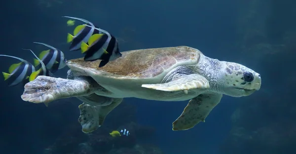 Vista de cerca de una tortuga boba con peces de arrecife — Foto de Stock