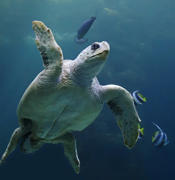 Vista ravvicinata di una tartaruga marina Caretta — Foto Stock