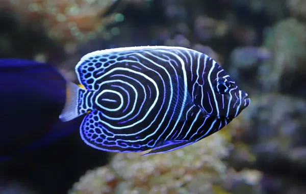 Veduta ravvicinata di un pesce angelo imperatore minorenne — Foto Stock