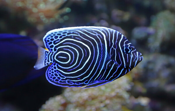 Close-up view of a Juvenile Emperor angelfish Stock Image