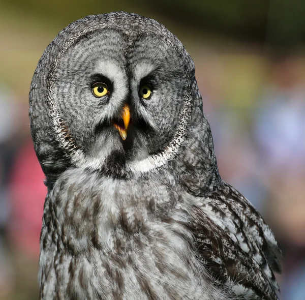 Portret te bekijken voor een grote grijze owl Stockfoto