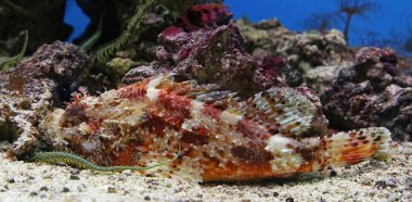 Kırmızı scorpionfish yakından görmek