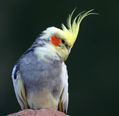 cockatiel (nymphicus hollandicus yakından görmek)