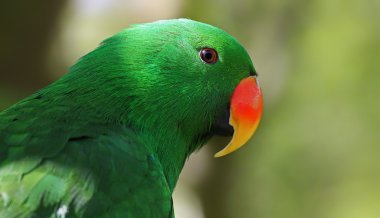portre görünümünde bir yetişkin erkek eclectus papağanı