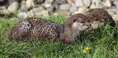 oryantal otter küçük pençe çifti