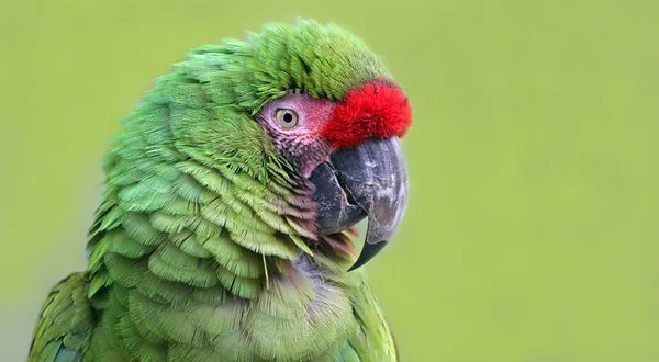 Vista de cerca de un guacamayo militar —  Fotos de Stock