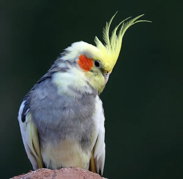 Vista da vicino di un Cockatiel (Nymphicus hollandicus ) — Foto Stock