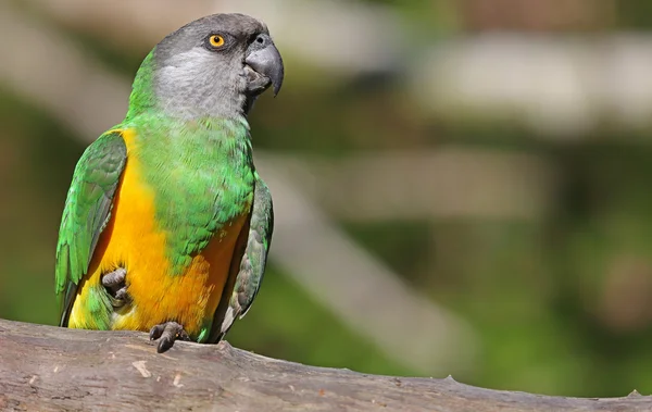 Close-up view of a Senegal Parrot — Stock Photo, Image
