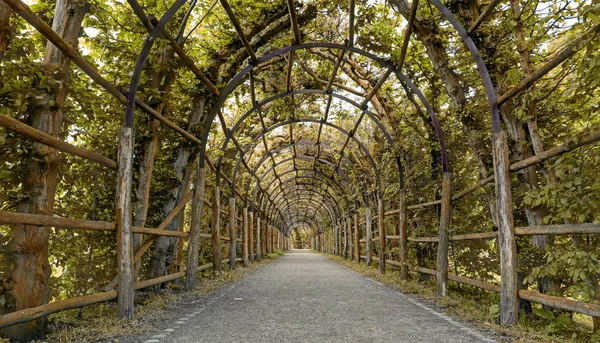 Gartenweg als Hainbuchenlaube — Stockfoto