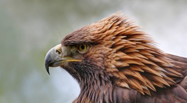Altın Kartal görmek