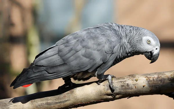 Vista ravvicinata di un pappagallo grigio africano — Foto Stock