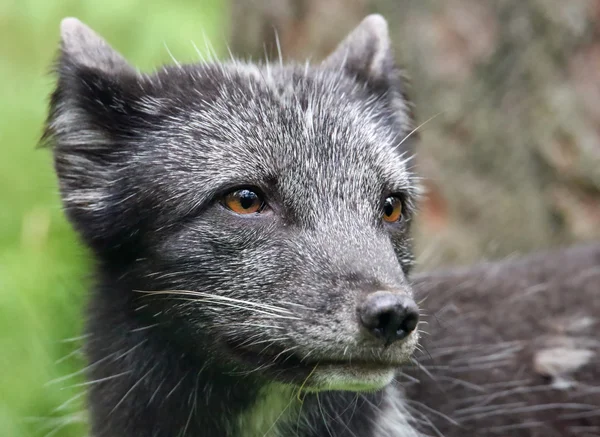 Jonge poolvos - vulpes lagopus — Stockfoto