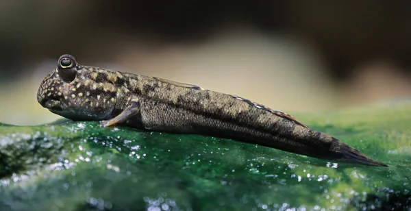 Pandangan Close Dari Mudskipper Atlantik Periophthalmus Barbarus — Stok Foto