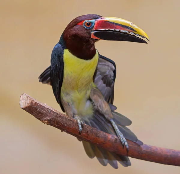 Widok Bliska Zielone Aracari Pteroglossus Viridis — Zdjęcie stockowe