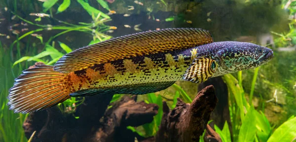 Cabeza Serpiente Manchada Naranja Channa Aurantimaculata — Foto de Stock