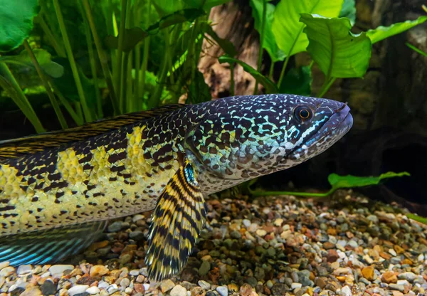 Close View Orange Spotted Snakehead Channa Aurantimaculata — Stock Photo, Image