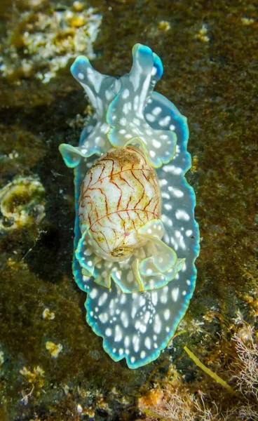 Close View Sea Snail Miniature Melo Micromelo Undatus Shallow Waters — Stock Photo, Image