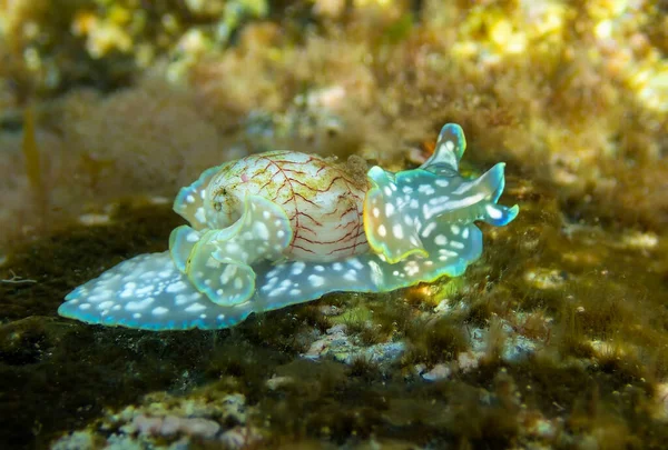 Close View Sea Snail Miniature Melo Micromelo Undatus Shallow Waters — Stock Photo, Image