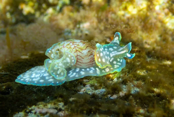 Pohled Zblízka Mořského Hlemýždě Miniaturní Melo Micromelo Undatus Mělkých Vodách Stock Snímky