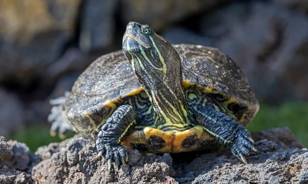 黄色の線で囲まれたスライダーの前のクローズアップビュー Trachemys Scripta Scripta — ストック写真