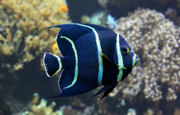 Genç Bir Fransız Melek Balığının Pomacanthus Paru — Stok fotoğraf