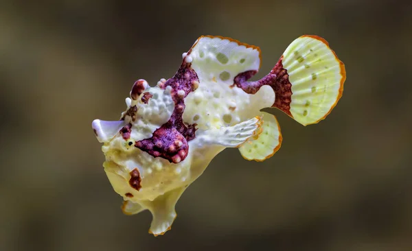 Вид Warty Frogfish Antennarius Maculatus — стокове фото