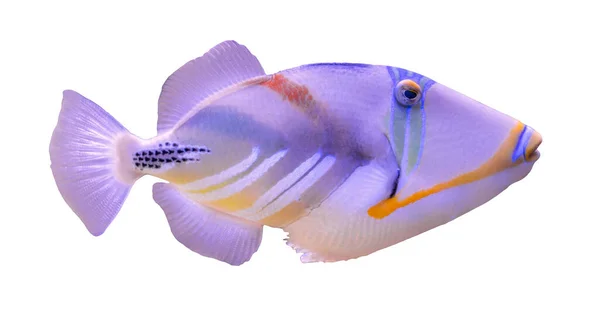 Lagunutlösande Fisk Rhinecanthus Aculeatus Isolerad Vit Bakgrund — Stockfoto