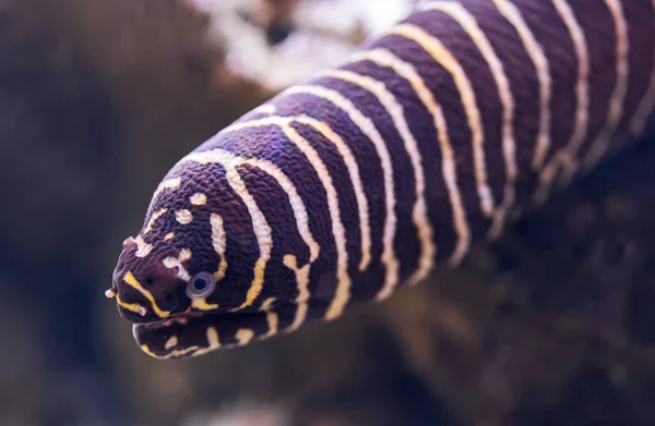 Vista Ravvicinata Una Murena Zebra Gymnomuraena Zebra — Foto Stock