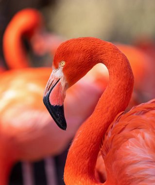 Close-up view of an American Flamingo (Phoenicopterus ruber)