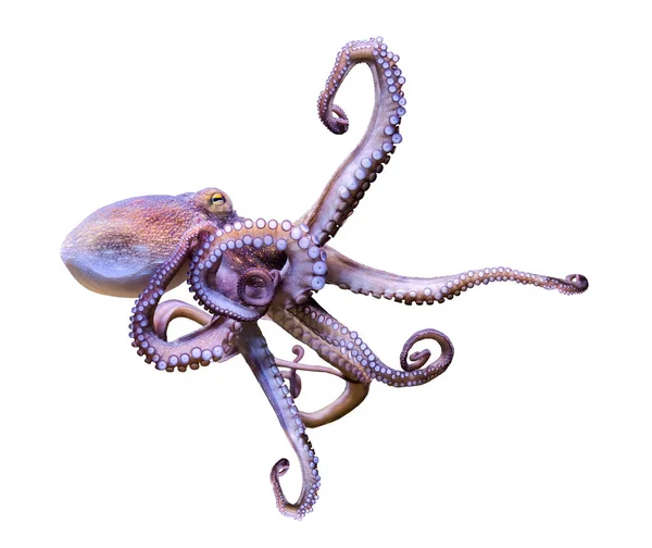 Vista Cerca Pulpo Común Octopus Vulgaris Aislado Sobre Fondo Blanco — Foto de Stock