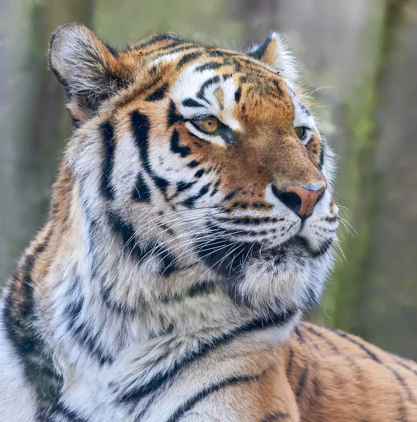 Közelkép Egy Szibériai Tigris Panthera Tigris Altaica — Stock Fotó