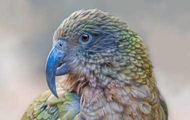 Kea (Nestor notabilis görünümünü yakın çekim) 