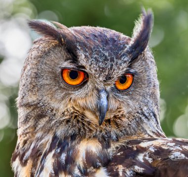 Avrasya kartal baykuşunun önden yakın görüntüsü (Bubo bubo)