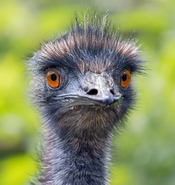 Bir Emu Nun Önden Yakın Görüntüsü Dromaius Novaehollandiae — Stok fotoğraf